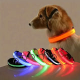 Lumina Dog LED Collar lifestyle image 2