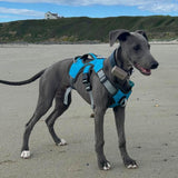 Velkora | Dog Escape-Proof Harness for Whippets and Greyhounds Reflective