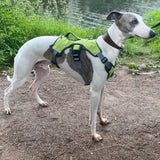Velkora | Dog Escape-Proof Harness for Whippets and Greyhounds Reflective
