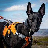 Velkora Dog Harness lifestyle image 3