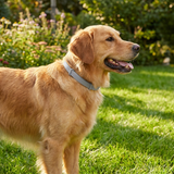 Pawshield | Dog Pest Control Collar Adjustable Fit for All Breeds