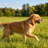 Velmar Dog GPS Tracker lifestyle 1