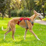 Velkora Dog Escape-Proof Harness lifestyle image 1