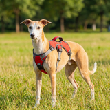 Velkora Dog Escape-Proof Harness lifestyle image 2