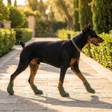 Pawtura Dog Boots lifestyle image 1