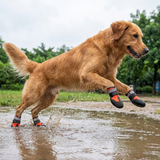 Pawtastic Dog Boots Slip-On lifestyle image 1