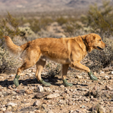 Mojave Paw Boot lifestyle 1