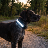 Lumina Dog LED Collar lifestyle image 1