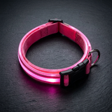 Lumina Dog LED Collar lifestyle image 3